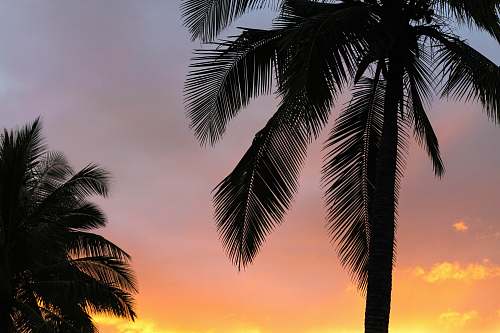 palm tree silhouette of trees during sunset tropical